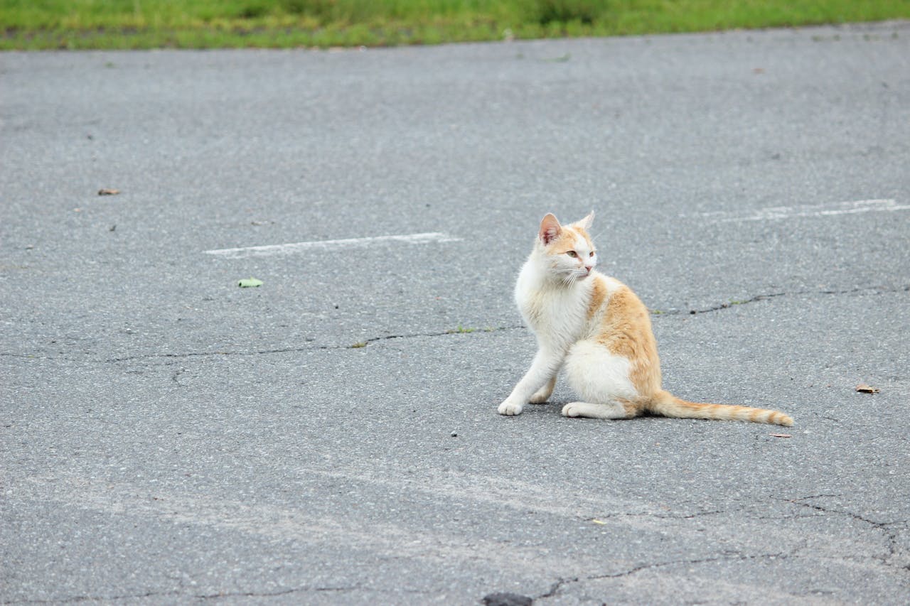 home-hero A white and orange cat sitting on a paved area outdoors, looking to the side.