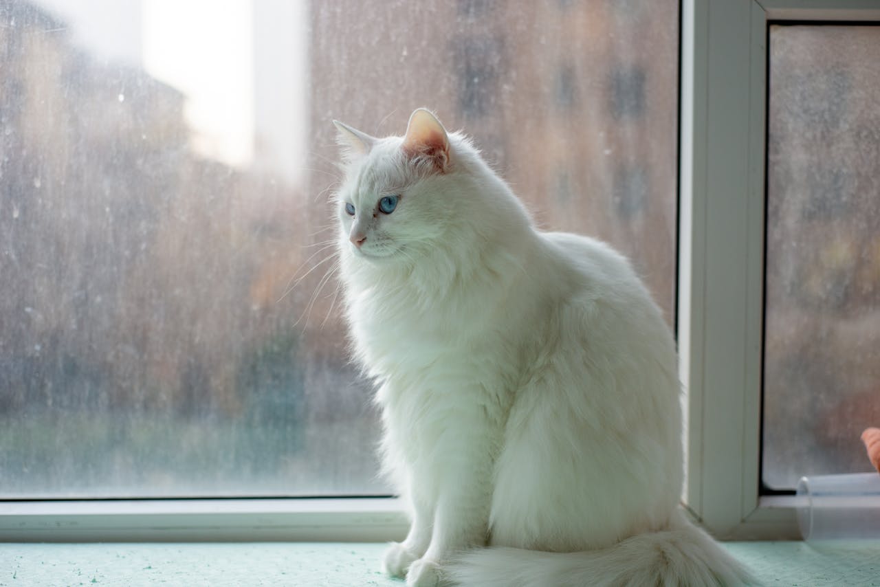 services-05 A white cat with blue eyes sits by a window, gazing outside in a serene indoor setting.